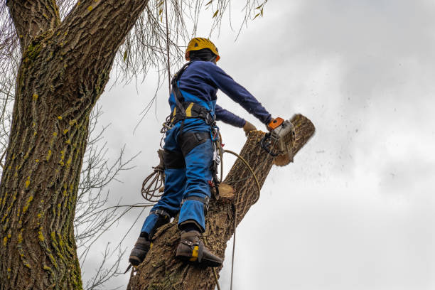 How Our Tree Care Process Works  in  South Sumter, SC